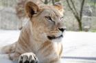 Lvice Khalila a Tessy budou leton novinkou Lvho safari