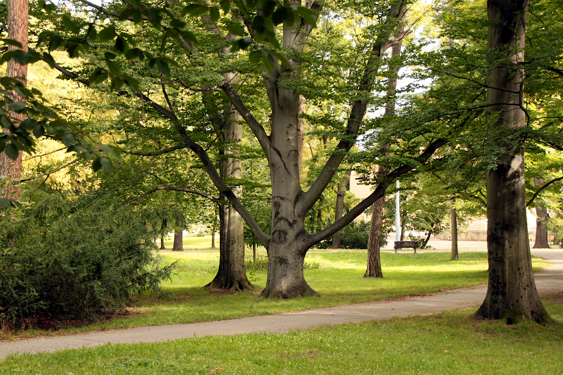 PP KR�LOVSK� OBORA - STROMOVKA