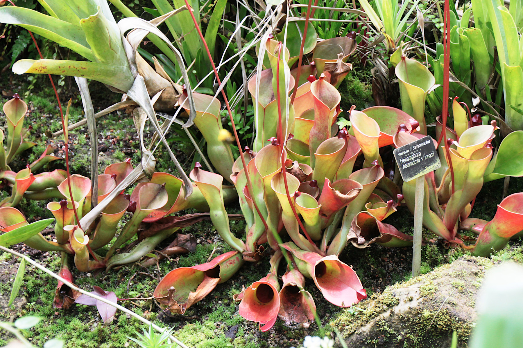 BOTANICK� ZAHRADA - PRAHA TROJA