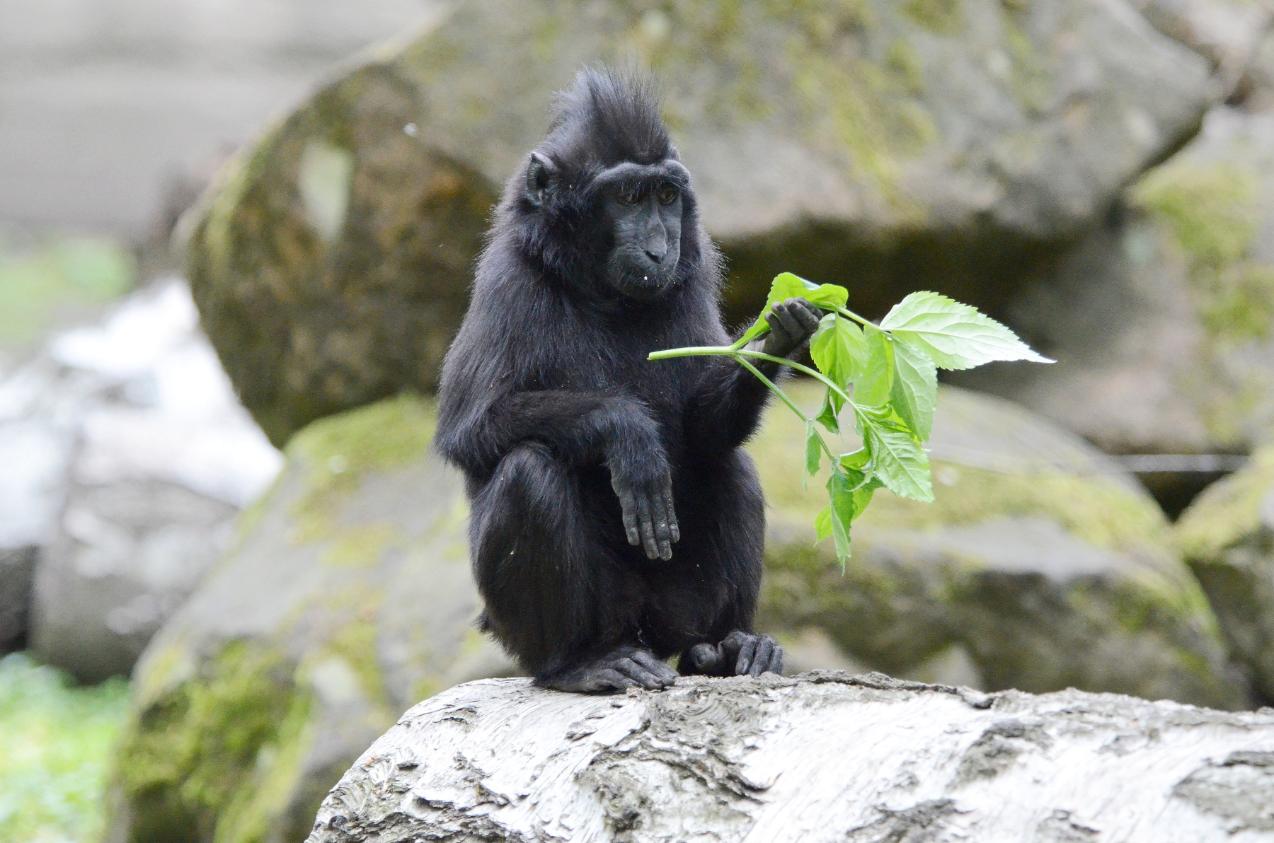 ZOO D���N