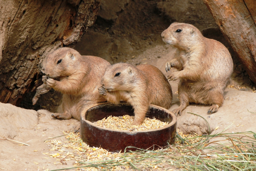 ZOO BRNO