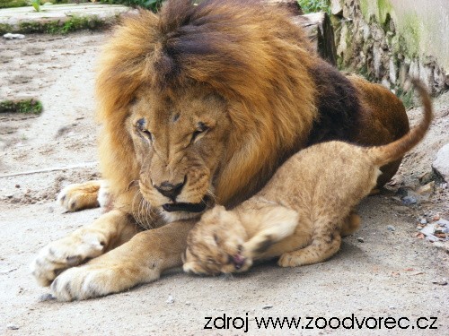 PARK EXOTICK�CH ZV��AT DVOREC U BOROVAN