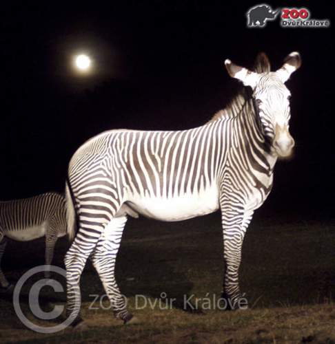 Ve�ern� safari