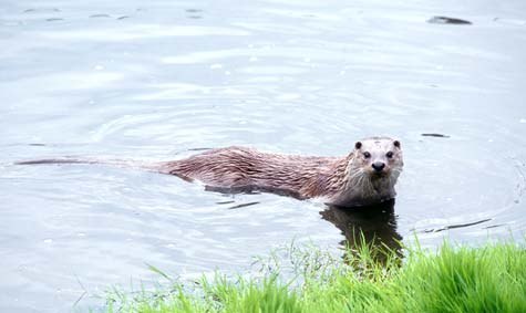 ZOO OHRADA - HLUBOK NAD VLTAVOU